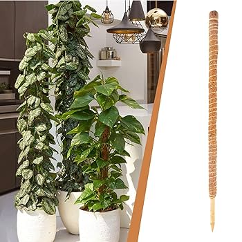 Amazon.co.jp: 60cm 曲げられる園芸支柱 モンステラ観葉植物